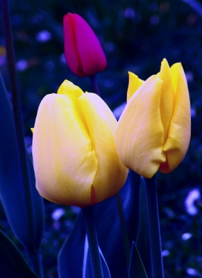 Tulpe in Blau