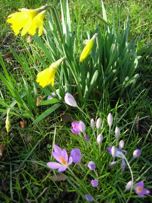 Farbenspiel des Frühlings