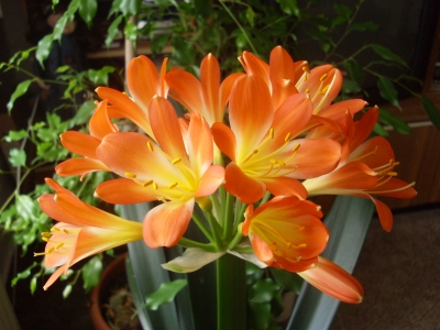 Clivia