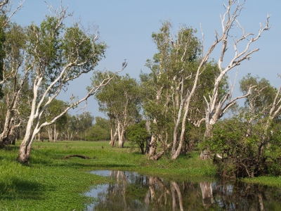 Eukalyptusbäume im ruhigen Wasser