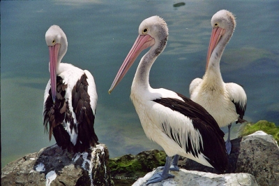 Australien - Sydney - Fischmarkt - Pelikane