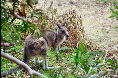 Australien - Angelsea - Känguruh