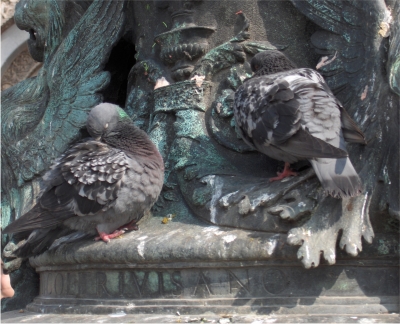 Mittagsschläfchen am Markusplatz