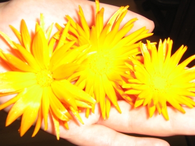 Hand voll Blumen