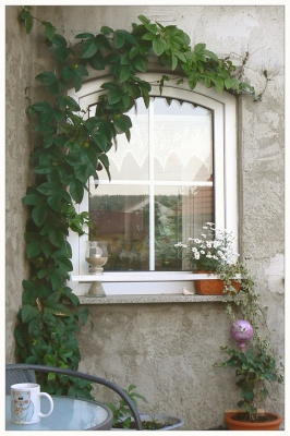 Fenster im Naturrahmen