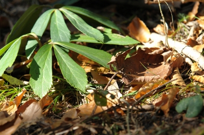 Waldboden im Frühling