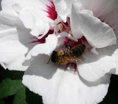 Biene auf Hibiscusblüte
