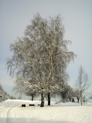 Birke im Winter