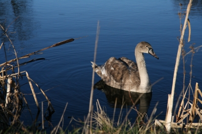 Jungschwan in Boldevitz