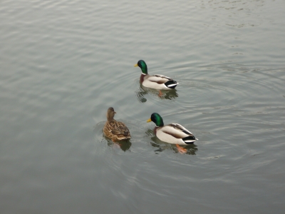 Enten