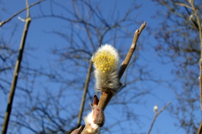 Ein Kätzchen