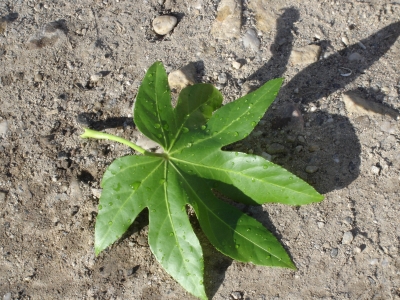 nasses Blatt in der Sonne