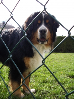 Max, ein Berner Sennenhund