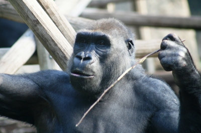 Gorilla