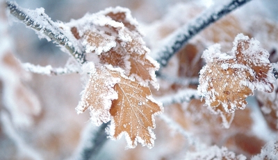 Frostblätter