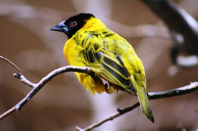 ein irrer gelber Vogel