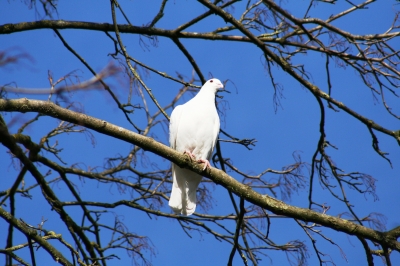 Die Weiße Taube