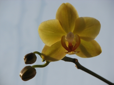 gelbe Orchidee 1