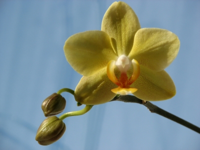gelbe Orchidee 2