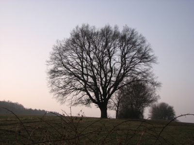 Februarbaum