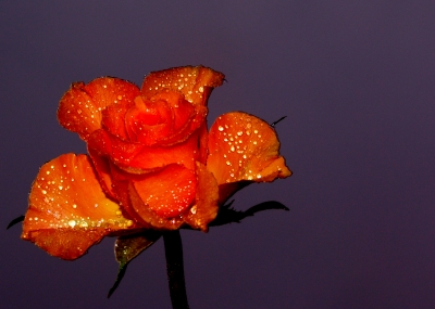 Ein Rosen Liebling