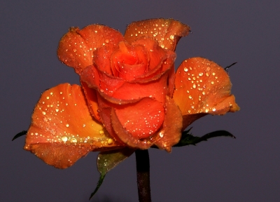 Traumhafte Rose