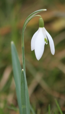 Schneeglöckchen