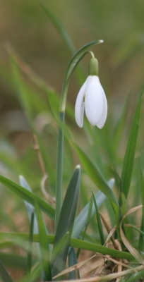 Schneeglöckchen