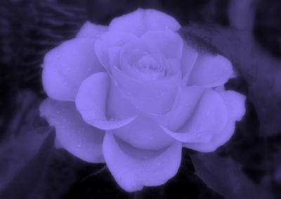Rose in Violett