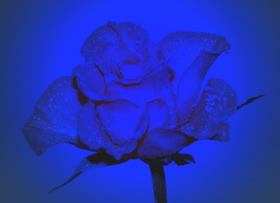 Rose in Blau