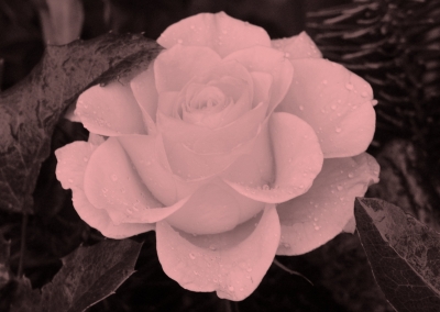 Rose Schwarzweiß / rosé
