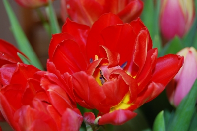 Tulpen