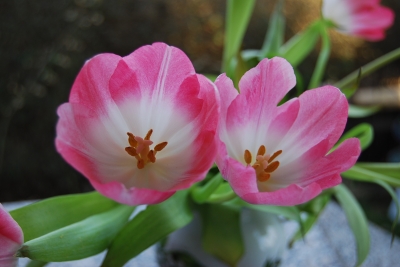 Tulpen