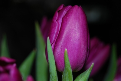 Tulpe