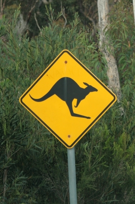 Mind the kangaroos