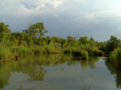 Ein Biotop in Gänserndorf Süd