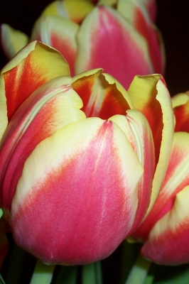 Tulpen rot-gelb