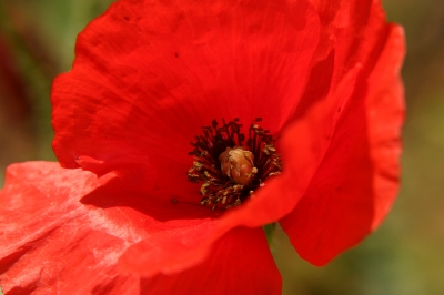 Roter Mohn.......