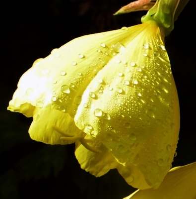 Gelbe Blüte (Nachtkerze)