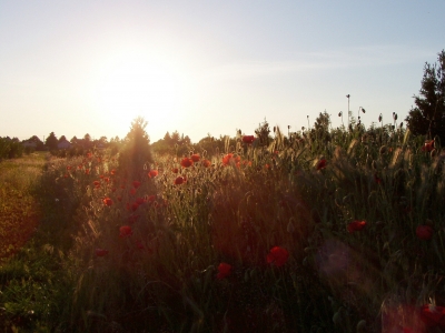 Mohnfeld im Gegenlicht