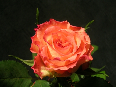 Noch eine Rose 1