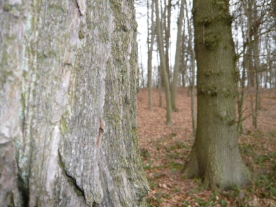 Nun ruhen alle Wälder 2