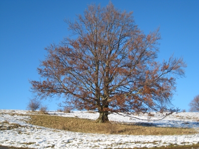 Baum auf der schwäbischen Alb