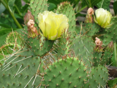 blühender Kaktus