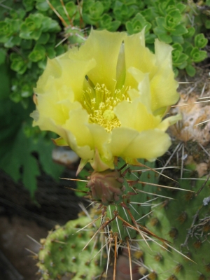 gelbe Kaktus Blüte