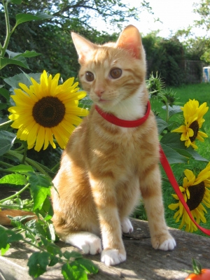 Merlin und die Sonnenblume