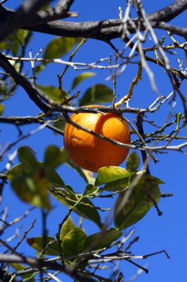 Die letzte Orange...