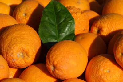 Orangenernte