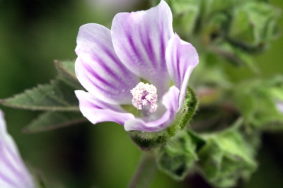 Und noch eine Blüte...