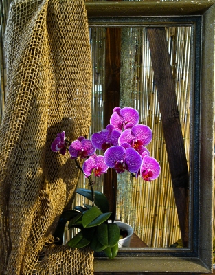 Orchidaceae